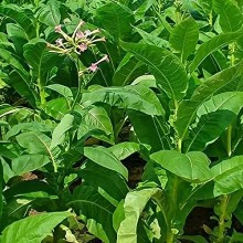 Табак Вирджиния - ООО «Семена Тут»