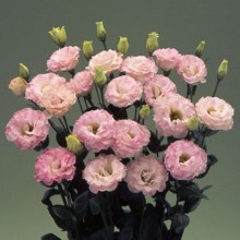 Эустома Арена 3 Пинк Флеш [100 драже] - ООО «Семена Тут»