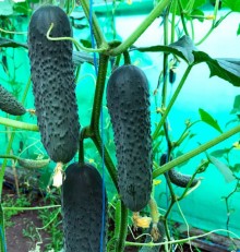 Огурец Георг F1 - ООО «Семена Тут»