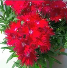 Гвоздика пышная Красная - ООО «Семена Тут»