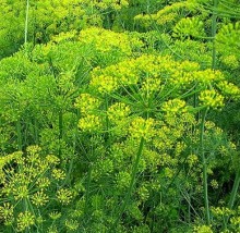 img-1: Укроп Ханак - ООО «Семена Тут»