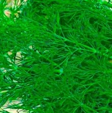 Укроп Ханак - ООО «Семена Тут»