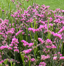 Статица Хипстер Роуз [50 шт] - ООО «Семена Тут»