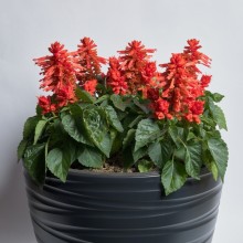 Сальвия Хотблум Оранж [1000 шт] - ООО «Семена Тут»