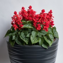 Сальвия Хотблум Ред [1000 шт] - ООО «Семена Тут»