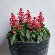 Сальвия Хотблум Роуз [1000 шт] - ООО «Семена Тут»