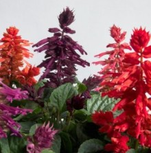 Сальвия Хотблум Микс [1000 шт] - ООО «Семена Тут»