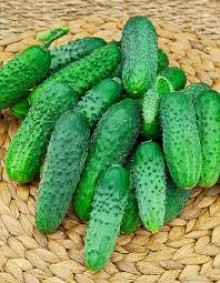img-1: Огурец Далила F1 - ООО «Семена Тут»