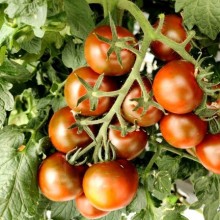 Томат Браун F1 - ООО «Семена Тут»