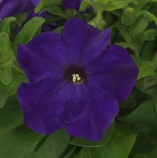 Петуния грандифлора Из Ридер Тру Блю [1000 драже] - ООО «Семена Тут»