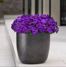 img-1: Петуния грандифлора Из Ридер Тру Блю [1000 драже] - ООО «Семена Тут»