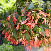 img-1: Бегония боливийская Сан Франциско [1000 драже] - ООО «Семена Тут»