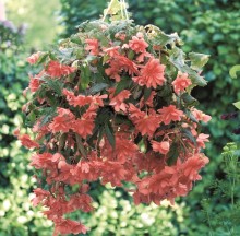 Бегония клубневая Иллюминейшн Салмон Пинк [500 драже] - ООО «Семена Тут»