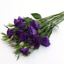 img-2: Эустома АБС 3 Пурпл [1000 драже] - ООО «Семена Тут»