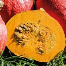 Тыква Каори Кури F1 - ООО «Семена Тут»