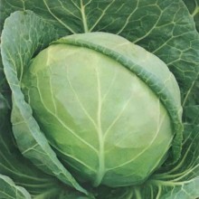 Капуста белокочанная Мидор F1 - ООО «Семена Тут»