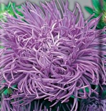 Астра коготковая Картейзер - ООО «Семена Тут»