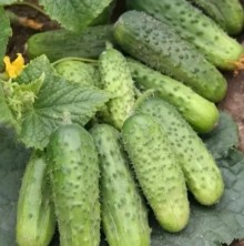 Огурец Каскад - ООО «Семена Тут»