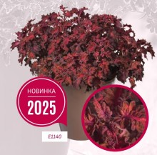 img-1: Колеус Колоча Ред [1000 шт] - ООО «Семена Тут»