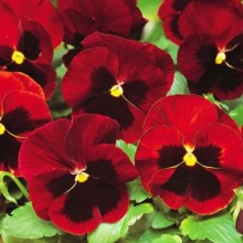 Анютины глазки Красный кардинал - ООО «Семена Тут»