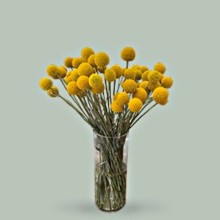 img-1: Краспедия Солар Поп [1000 шт] - ООО «Семена Тут»