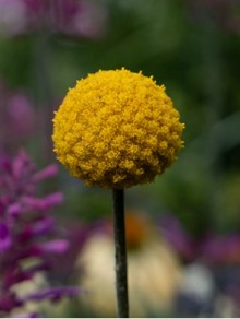 img-2: Краспедия Солар Поп [1000 шт] - ООО «Семена Тут»