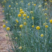 Краспедия Солар Поп [1000 шт] - ООО «Семена Тут»