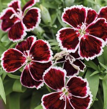 Гвоздика Диана Кримсон Биколор [1000 шт] - ООО «Семена Тут»