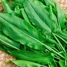 Щавель Крупнолистный - ООО «Семена Тут»