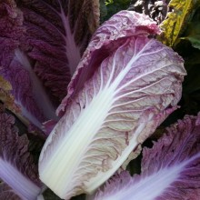 Капуста пекинская KS 65 F1 - ООО «Семена Тут»