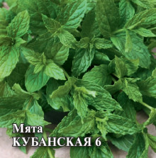 Мята Кубанская 6 - ООО «Семена Тут»