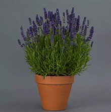 img-1: Лаванда Блю Спир [1000 шт] - ООО «Семена Тут»