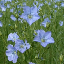 Лен масличный - ООО «Семена Тут»
