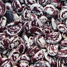 Фасоль Лимская - ООО «Семена Тут»