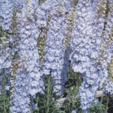 img-1: Дельфиниум гибридный Бенарис Пацифик Саммер Скай [1000 шт] - ООО «Семена Тут»