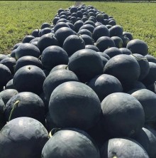 img-1: Арбуз Лориан F1 - ООО «Семена Тут»