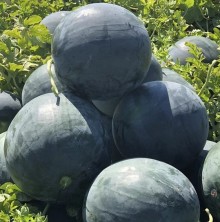 Арбуз Лориан F1 - ООО «Семена Тут»