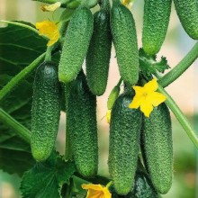 Огурец Хрусталефф F1 - ООО «Семена Тут»