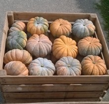 Тыква Маноск F1 - ООО «Семена Тут»