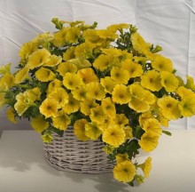 Петуния мультифлора Май Джой Дип Голден [100 драже] - ООО «Семена Тут»