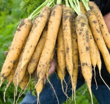 Морковь Мелло Йелло F1 (фракция: 1,8-2,0 мм) - ООО «Семена Тут»