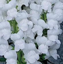 Львиный зев Мэриленд (группа 1,2) Вайт [1000 шт] - ООО «Семена Тут»