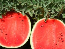 img-1: Арбуз Мирсини F1 - ООО «Семена Тут»