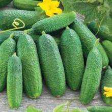 Огурец Моринга F1 - ООО «Семена Тут»