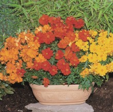 Космея серно-желтая Космик Микс [1000 шт] - ООО «Семена Тут»