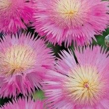 Василек мускусный Розовый - ООО «Семена Тут»