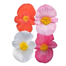 img-1: Бегония Мега Кул Микс [1000 драже] - ООО «Семена Тут»