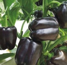 Перец Ночка F1 [100 шт] - ООО «Семена Тут»