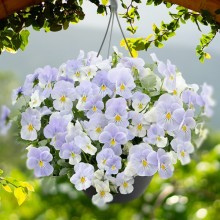 img-1: Виола ампельная Хайфлайер F1 Блю Хевен [500 шт] - ООО «Семена Тут»