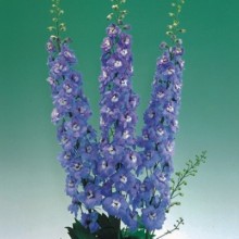 Дельфиниум высокий Аврора Лайт Блю [1000 шт] - ООО «Семена Тут»